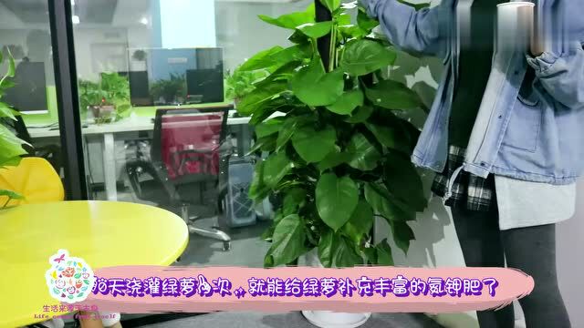 大叶绿萝叶片萎蔫,枝叶间隙大?教你个秘诀,蹭蹭长成大“绿柱”