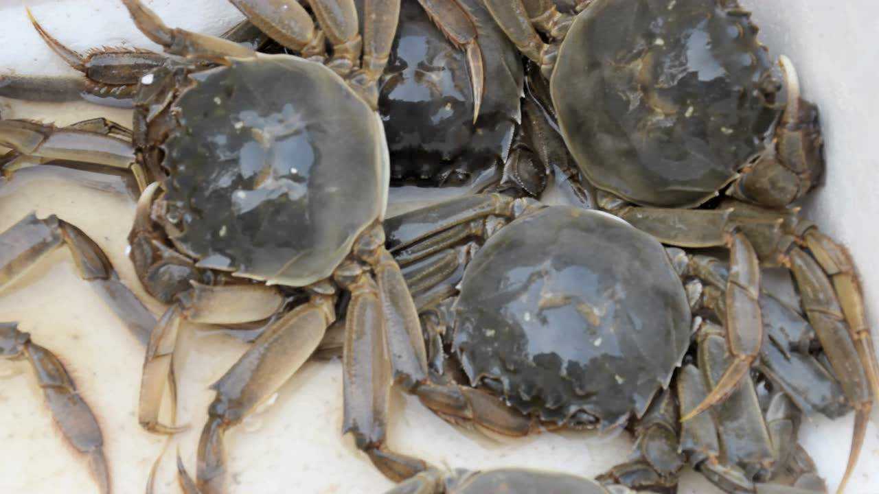 永强海产鲜活大闸蟹