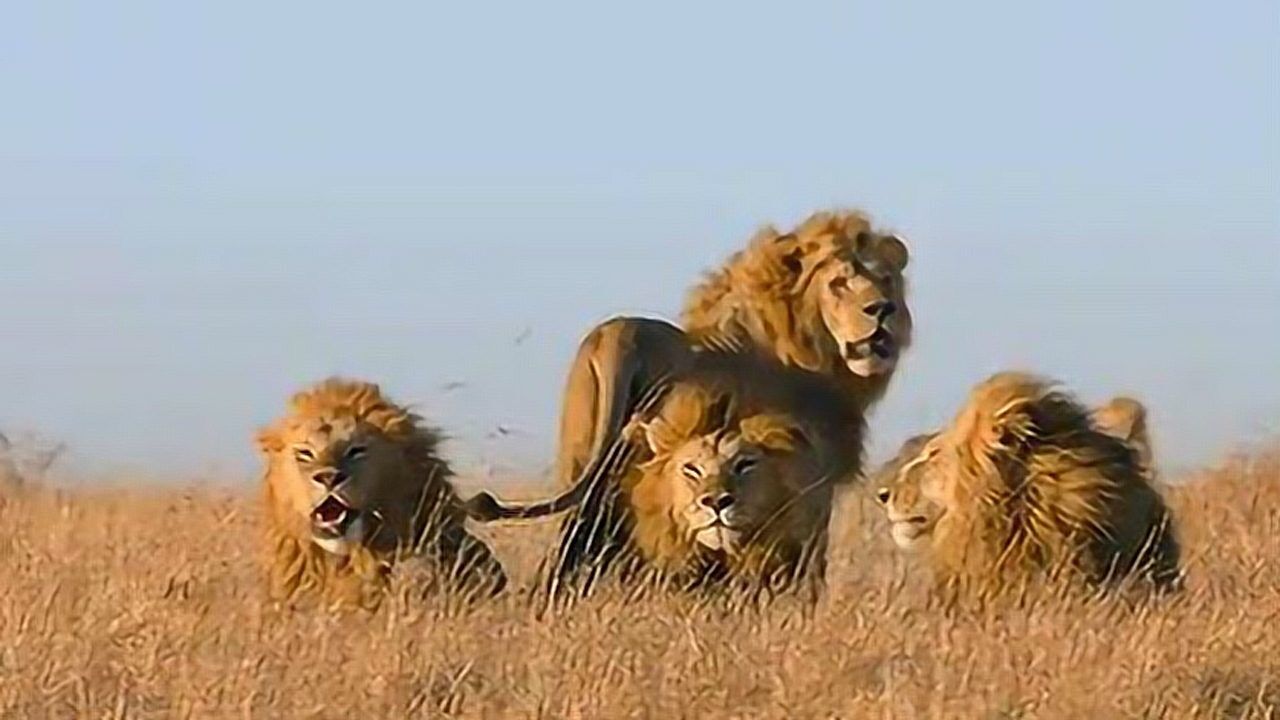 超级狮群有两个狮王,两兄弟已统治一年多,它们来自其他狮群