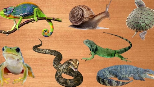 认识蜗牛等7种动物
