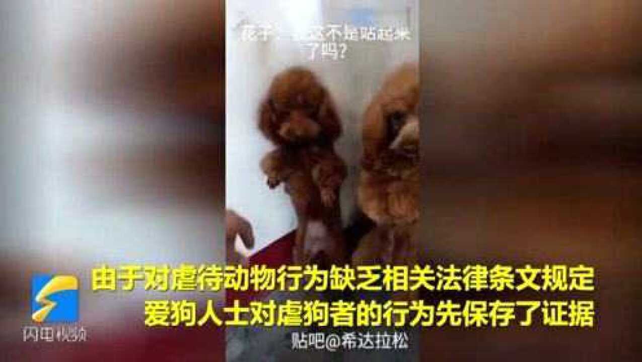 电击、冷冻、吊打！青州一男子虐狗，还通过网络牟利_高清