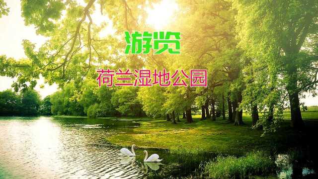 游览荷兰国家湿地公园自然风光,白天鹅水中嬉戏169