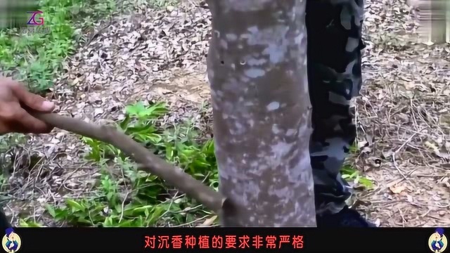 沉香种植存在的风险是什么?你知道吗!