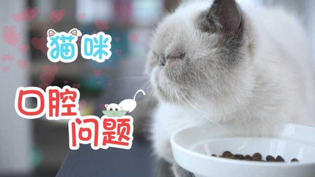 猫奴课堂猫咪的口腔问题