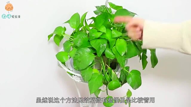 生锈的铁你家有吗它的作用,花再多钱也买不来,尽快提醒家里人