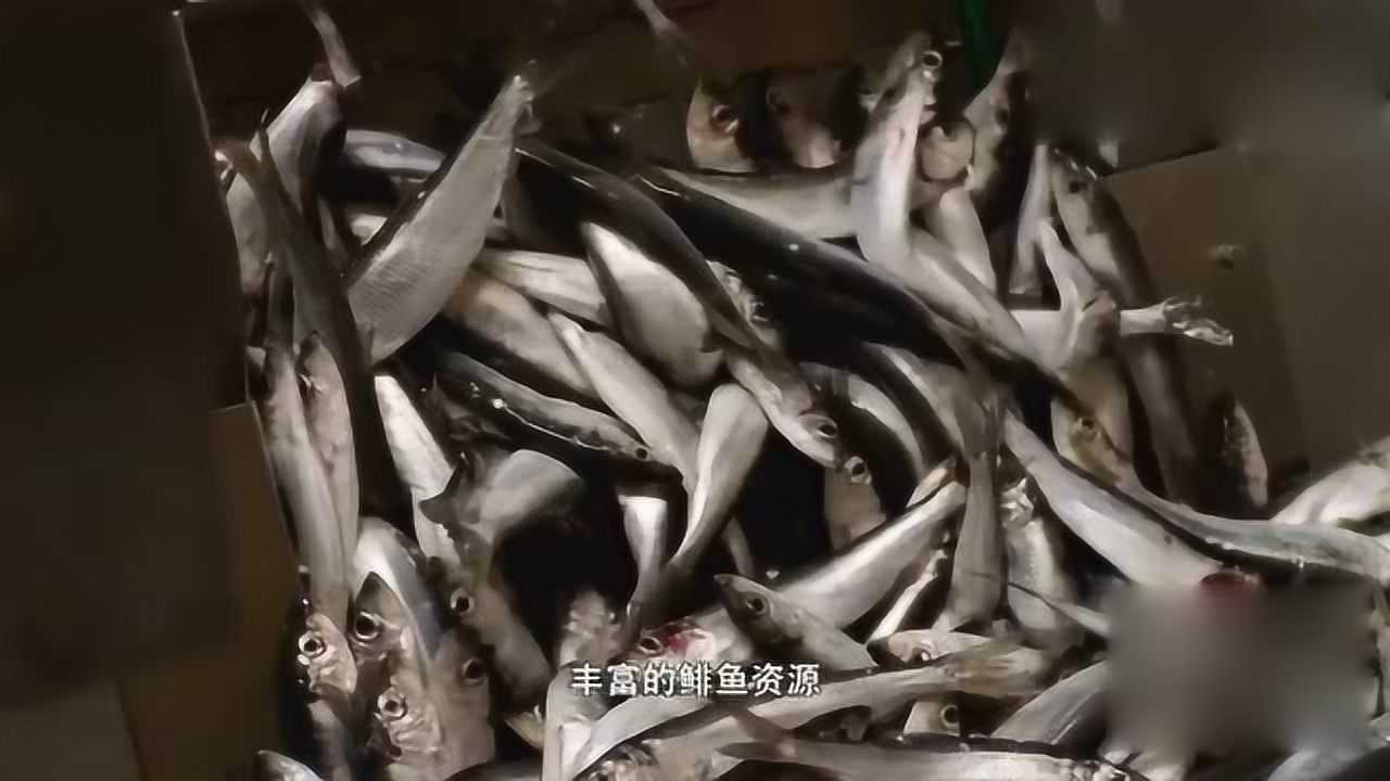 风味人间:臭味浓重的鲱鱼罐头,吃起来真香!
