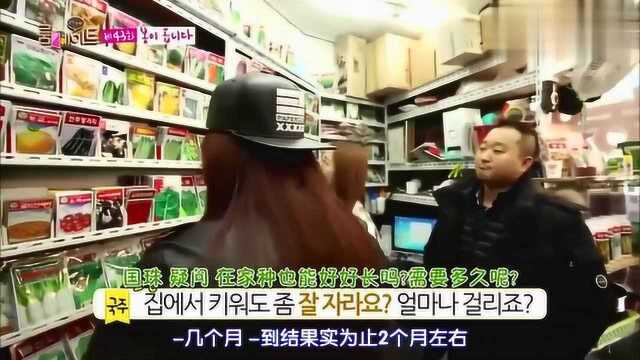 韩国女艺人来到籽种店被眼前各种各样的种子吸引了目光!