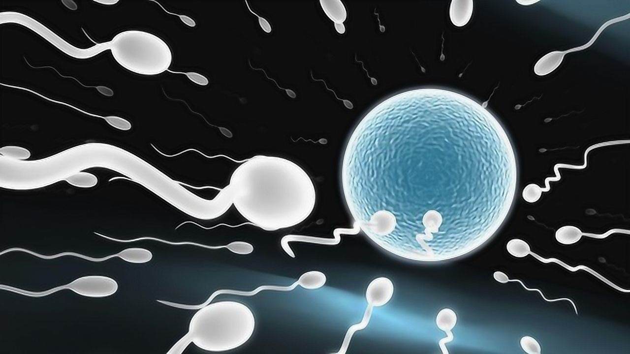 动画全过程演示从精子进入后，再到受精卵着床，每个生命都是奇迹！_高清