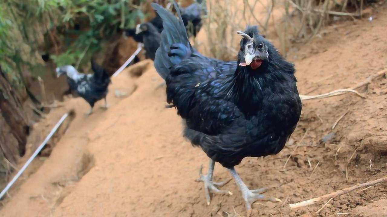 黑心黑骨的乌骨鸡要怎么养殖才好呢?够野才够味,别再关在笼子了