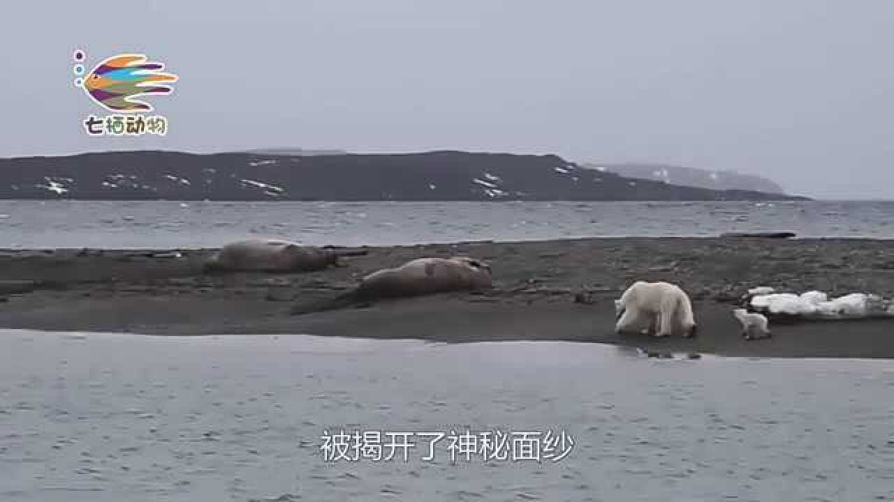 弓头鲸遇上虎鲸谁能更胜一筹镜头拍下全过程