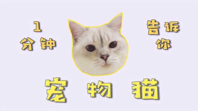 1分钟告诉你,什么是宠物猫?猫的起源在哪里?