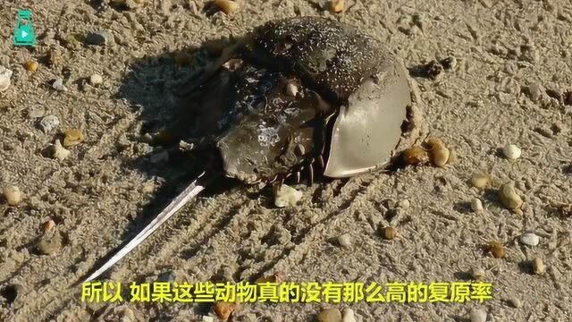 马蹄蟹——被列入易危物种的古老生物