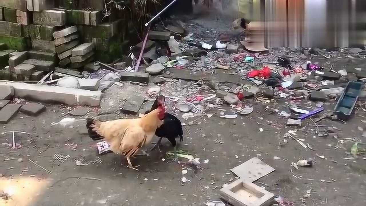 民间斗鸡,斗鸡打母土鸡,真是好没出息的斗鸡!_腾讯视频