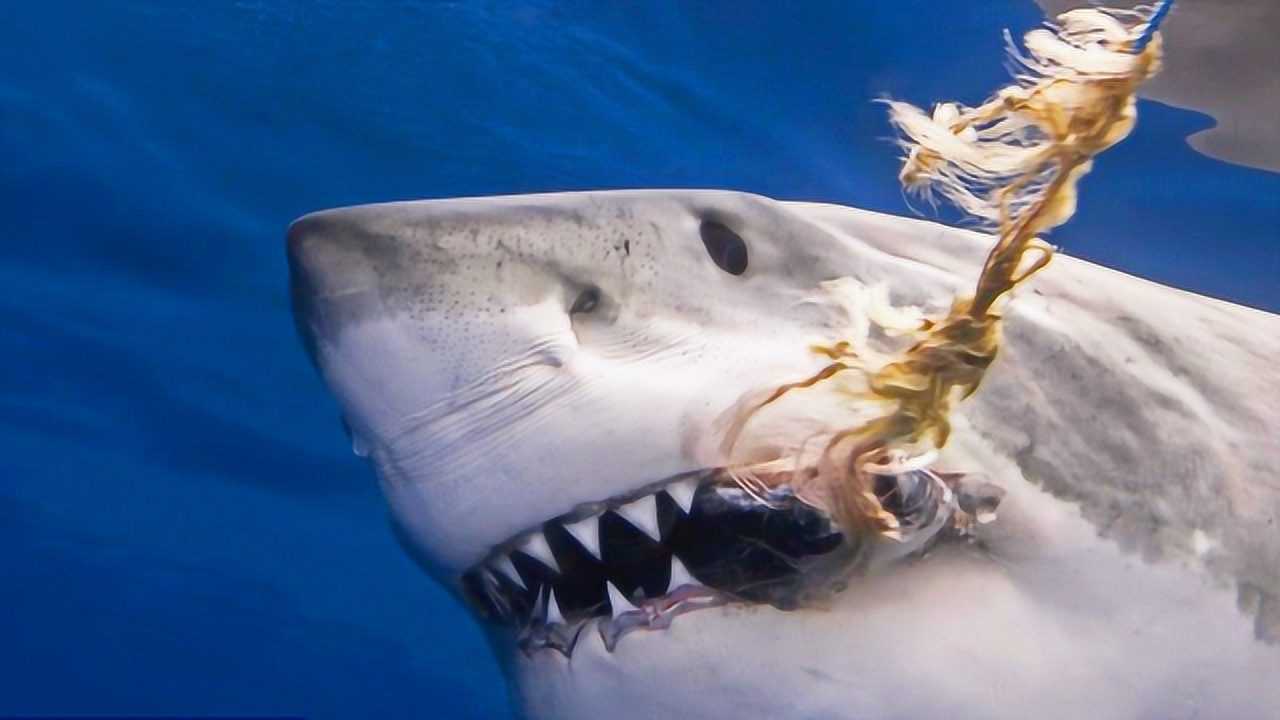几分钟看完惊悚电影大白鲨2鲨鱼一口咬破海底电缆被当场电死