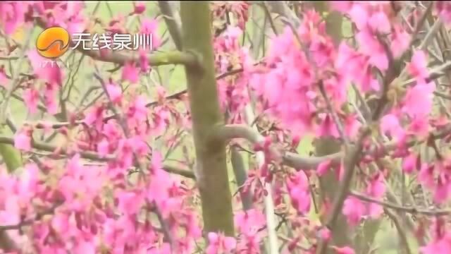 永春:缤纷早樱灿烂盛开,50亩福建山樱花枝头满簇,快来赏花!