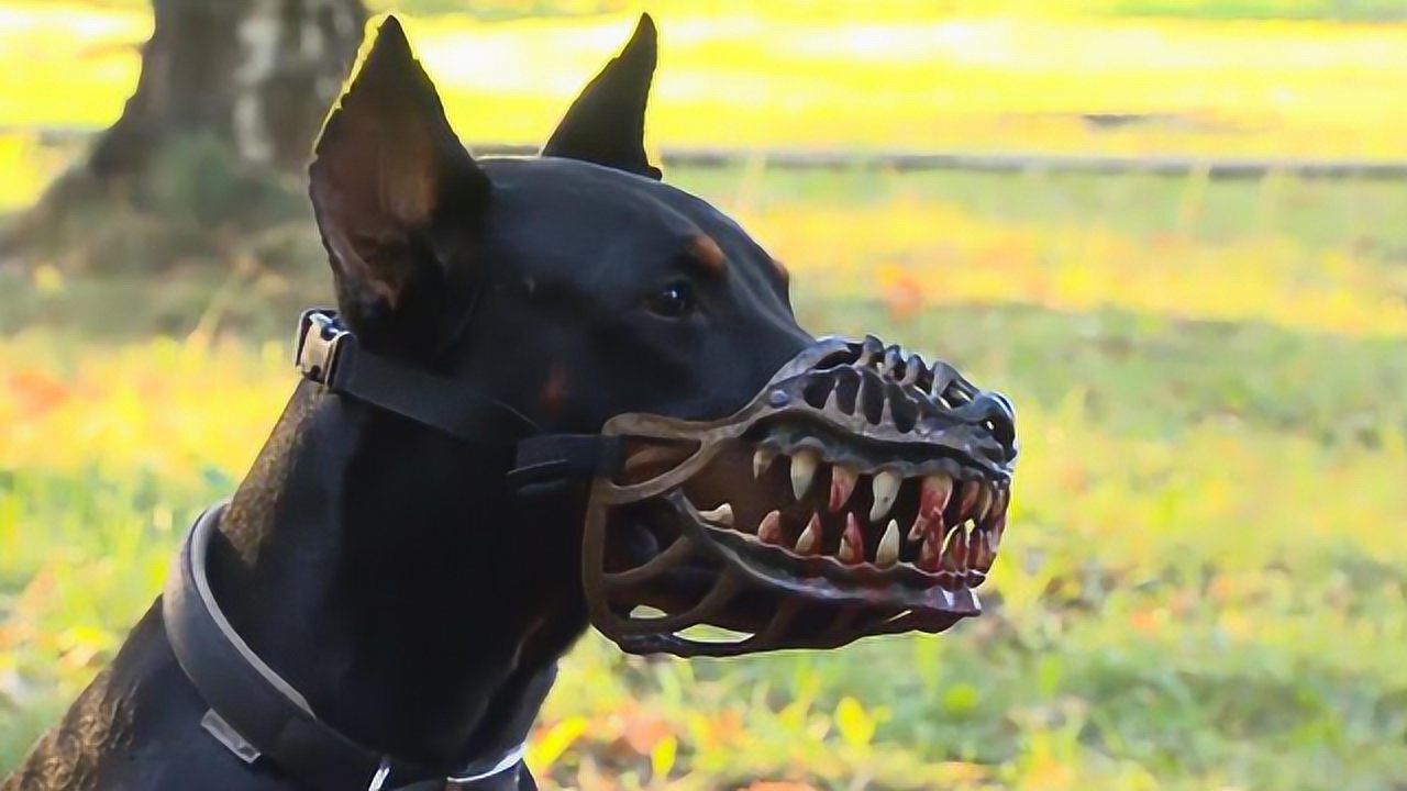 让狗子秒变恶犬,战斗民族发明狼牙狗嘴套,网友:哪里有卖?