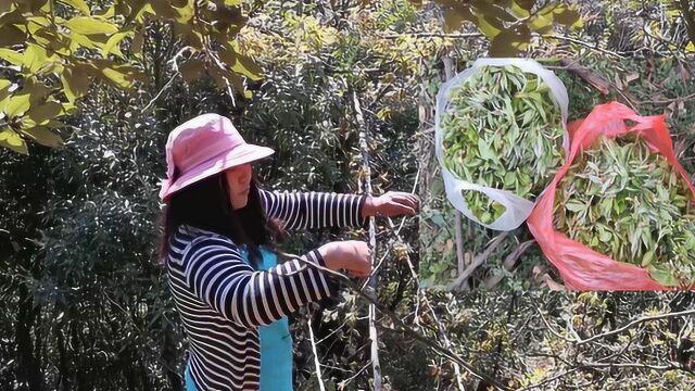 云南大山里的棠梨花开了,小水摘了两大袋,这种野花你吃过吗?