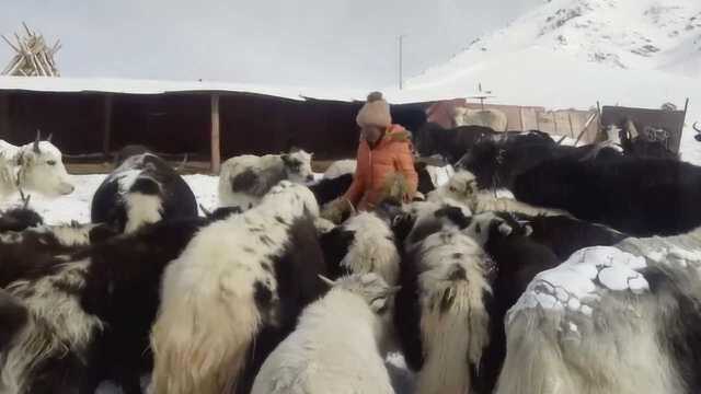 志愿者自发救援玉树雪灾,当地8旬老人:没见过这么大的雪