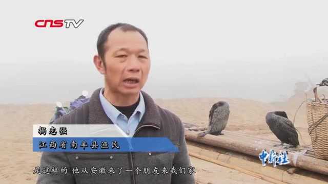 探秘江南水乡传承千年的古老技艺:鸬鹚捕鱼