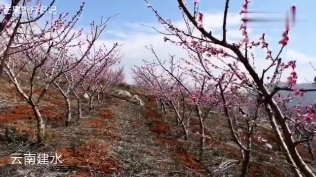 三月云南最美景点之一,建水普雄乡,桃花盛开宛如世外桃源