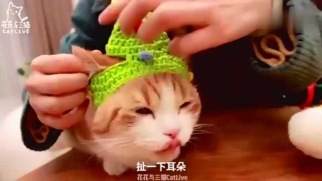 花花与三猫:小猫咪的“时装秀”,公猫变身“女装大佬”!网友:蒂花之秀