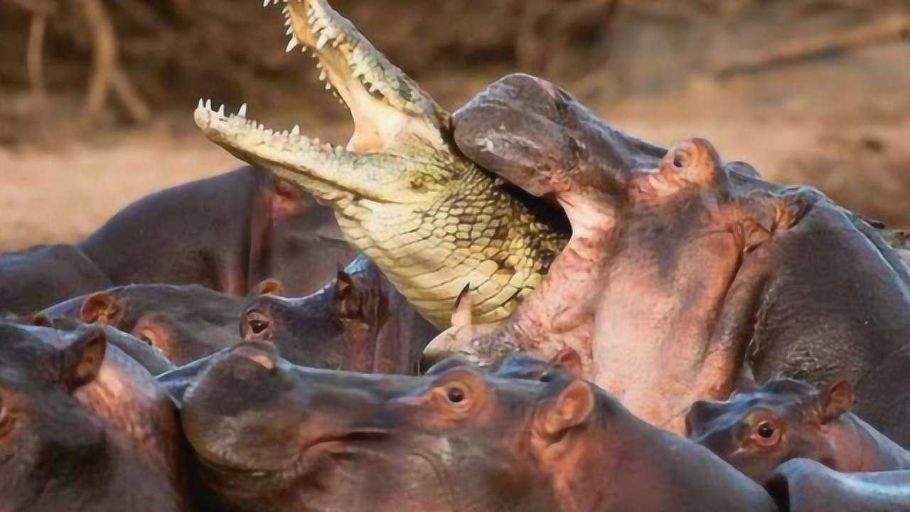 世界上最壮观的动物搏斗,河马大战鳄鱼,镜头拍下激烈画面!