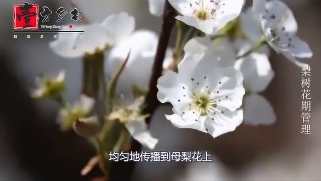 春暖花开了,梨树花期要怎样管理,果实才能长得好呢