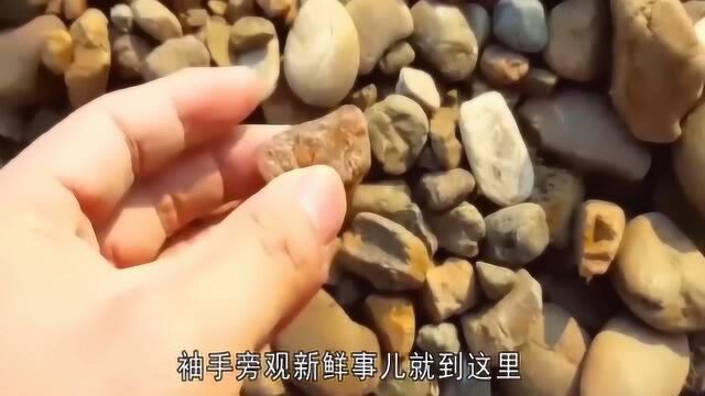 新疆最大玛瑙滩绵延几十平方公里,仅用了年,就被掠夺殆尽枯竭