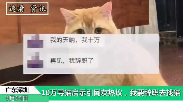 10万寻猫启示引网友热议,我要辞职去找猫