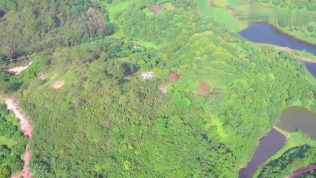 风水大师点评:极品风水宝地“蚂蚁坟”网友:这么好的地可遇不可求