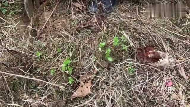 湖南大山上的名贵中药材,市场价几十块钱一斤,羊乳根你认识吗