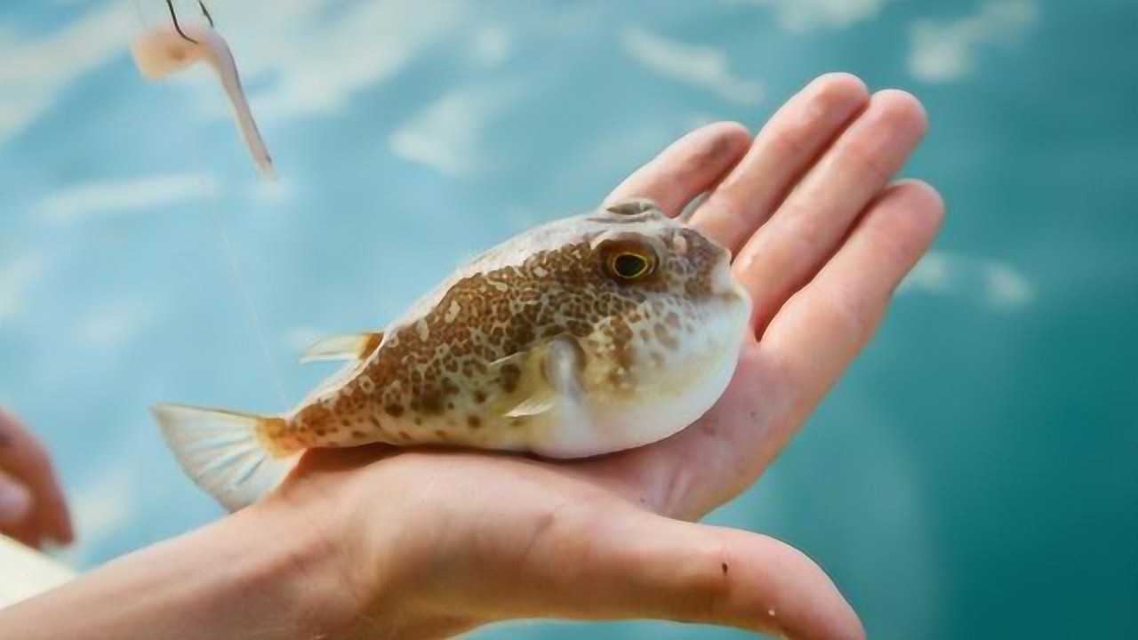 气鼓鼓的河豚正吐出肚子里的水,没忍住打了个嗝,下一秒憋住别笑