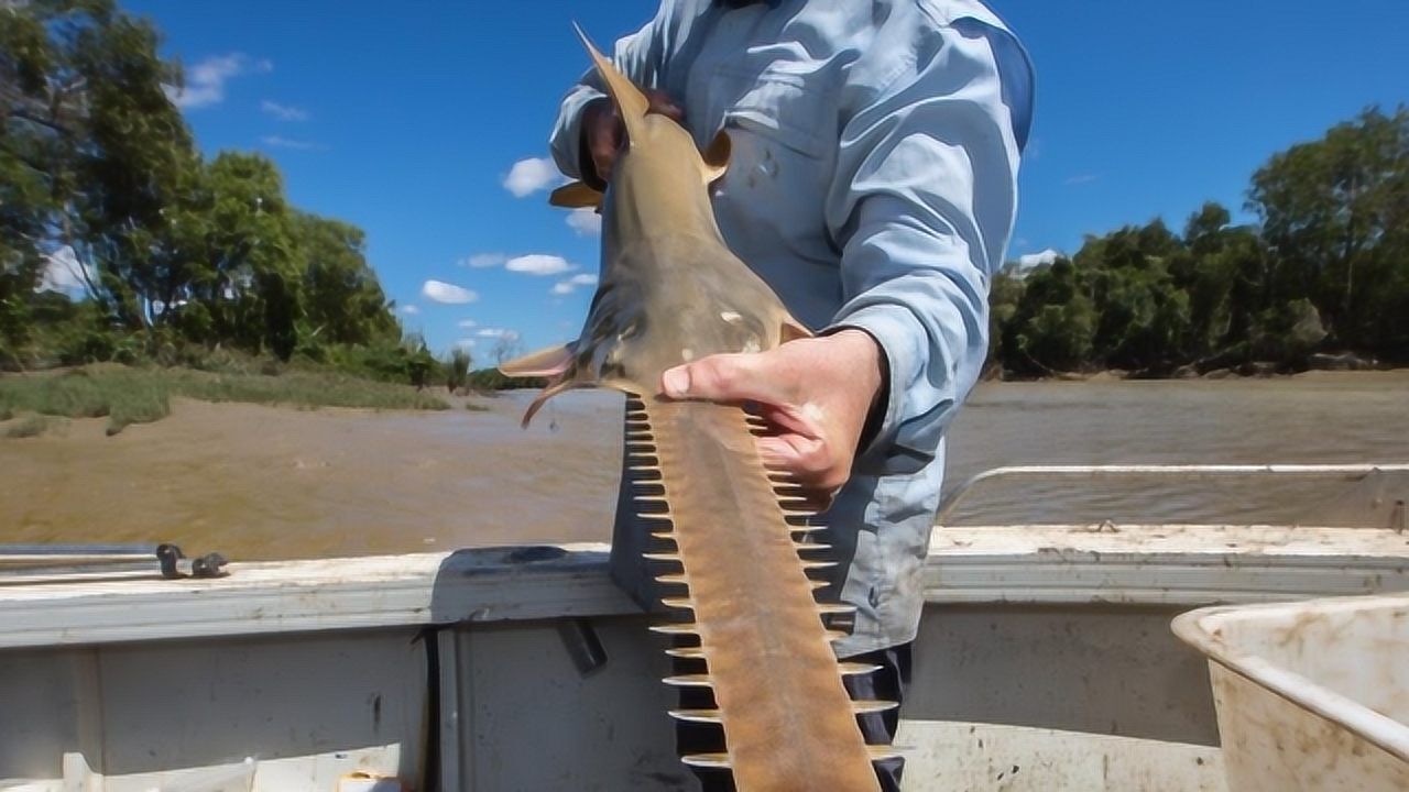 比电锯还锋利的"鱼",一刀将食物切两半,如今被吃到连生存都困难!