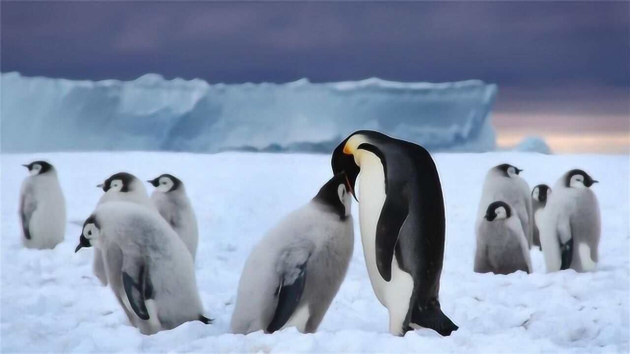 同样都是冰天雪地为什么南极没有南极熊北极也没有企鹅呢
