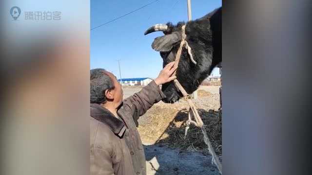 农村大爷卖家养10年奶牛,牛上车大爷瞬间泪崩,牛也哭了