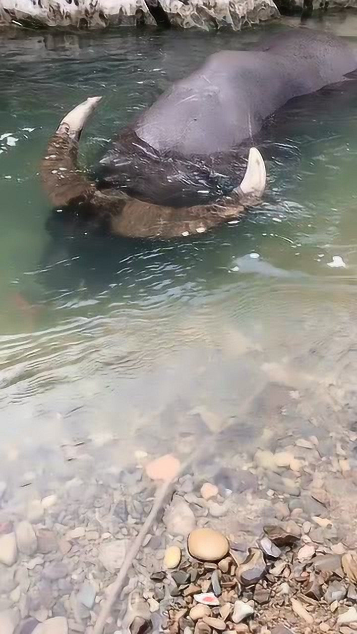 会潜水的水牛太厉害了