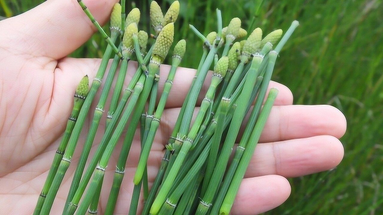 农村这种野菜节节草常被当成杂草铲除殊不知价值这么高