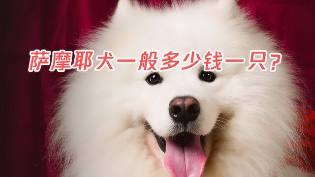 萨摩耶犬一般多少钱一只?