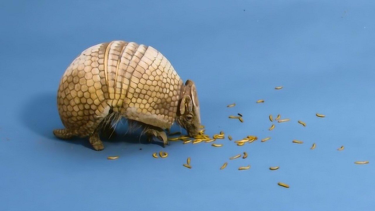 世界上最凶狠动物犰狳甲壳坚硬无比刀枪不入