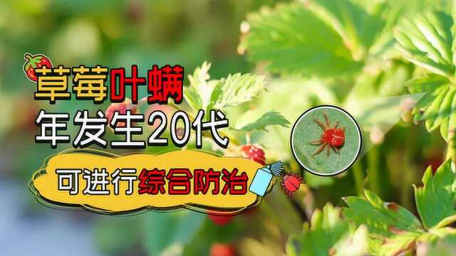 草莓叶螨年发生可达20代,难缠又难治?综合防治方法解析