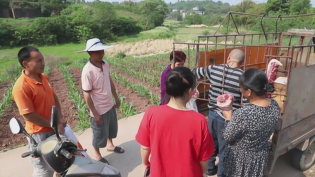 四川仁寿:夏季农忙时节 村民们都在干活 刀儿匠老邓下乡推销猪肉