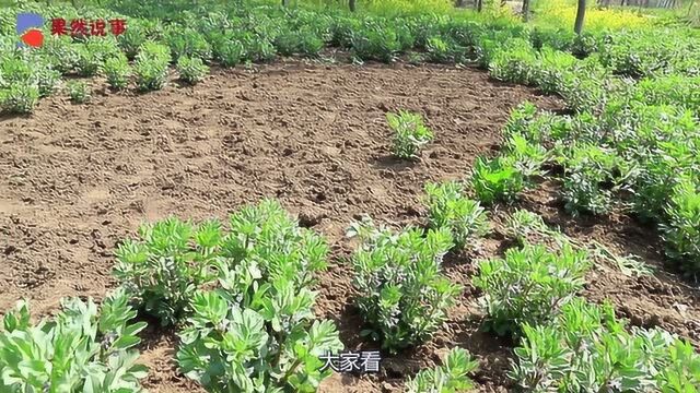 果然带你看自家种植的蚕豆,绿色又新鲜,你喜欢吃嘛