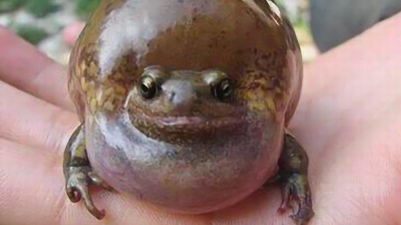 老弟影视剪辑app内打开156200:49【西游记之再世妖王】孙悟空与妖祖