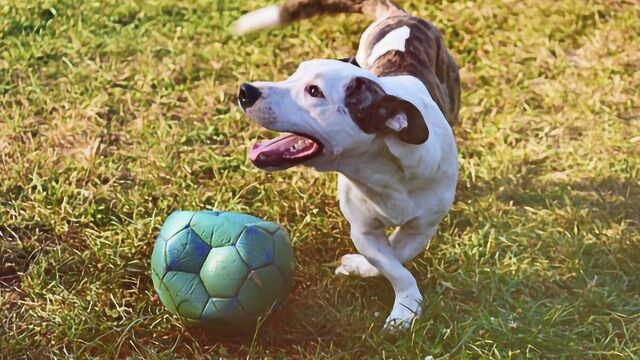 犬界罗纳尔多!小狗踢足球脚下功夫了得