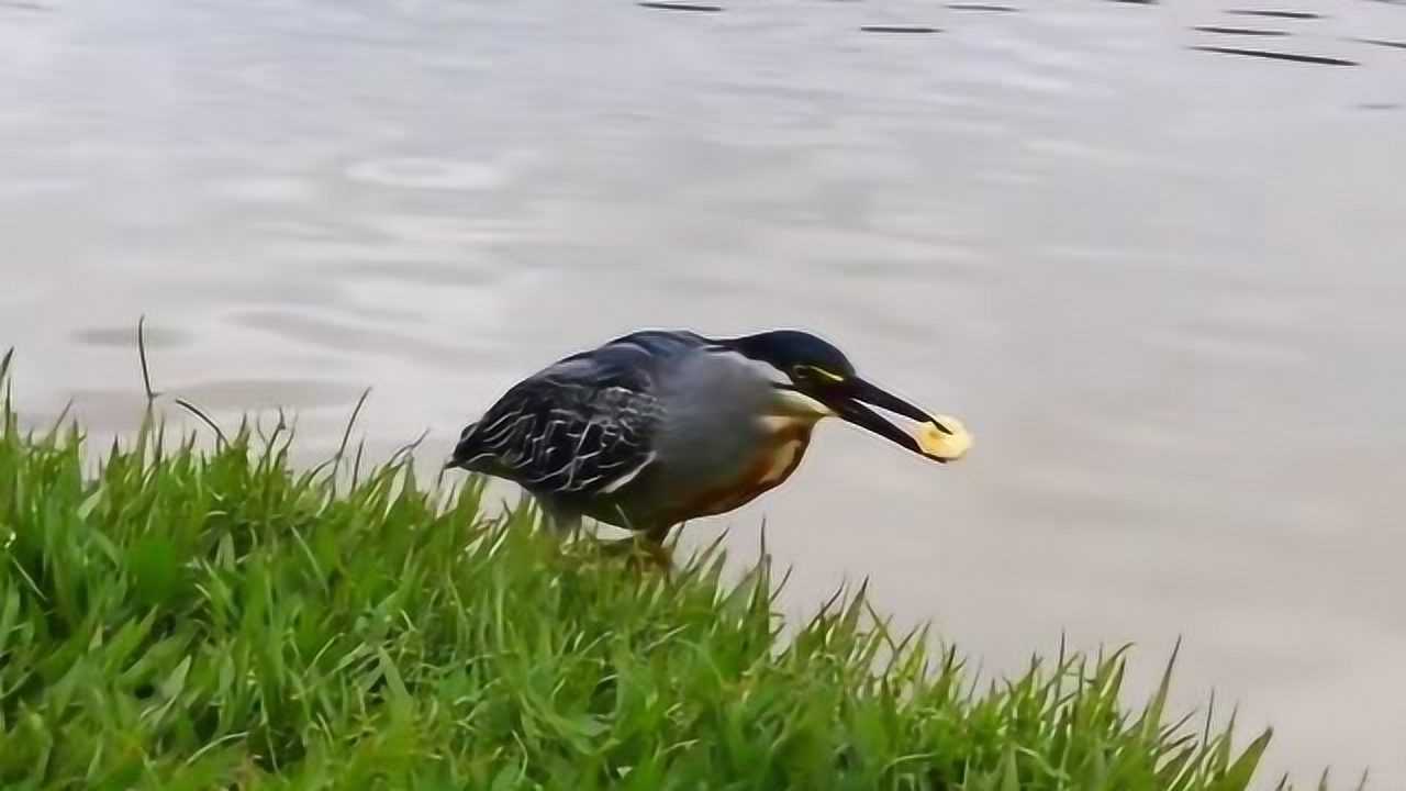 聪明的白鹭,用面包钓鱼