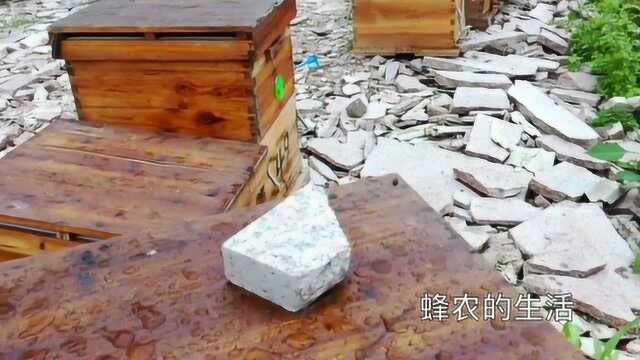 过了大流蜜期,养蜂人主要工作就是维护蜜蜂的繁殖