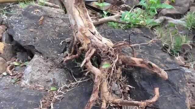 小哥上山找盆景素材,石头缝里挖出“宝”,树桩造型简约,还不错