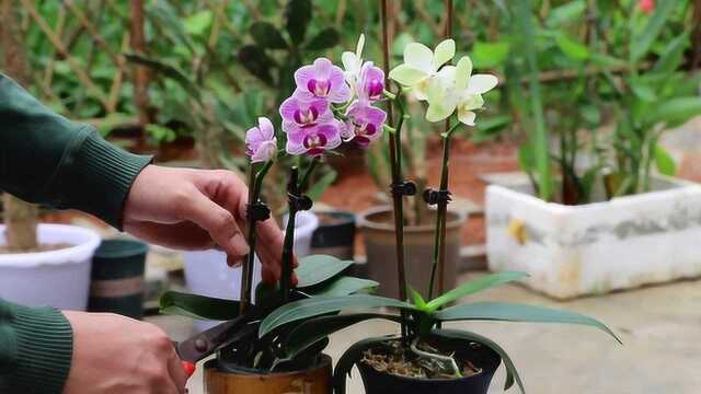 蝴蝶兰花败后,花梗别急着剪,每天做这个“动作”,又开一茬花