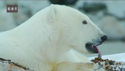 5个月未进食的北极熊还顾及形象？连残羹剩饭和海藻都不放过！