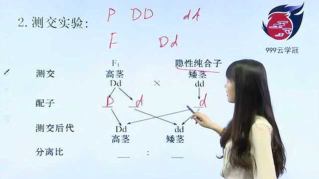 云学冠 孟德尔的杂交实验 分离定律